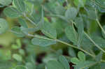 Nuttall's wild indigo